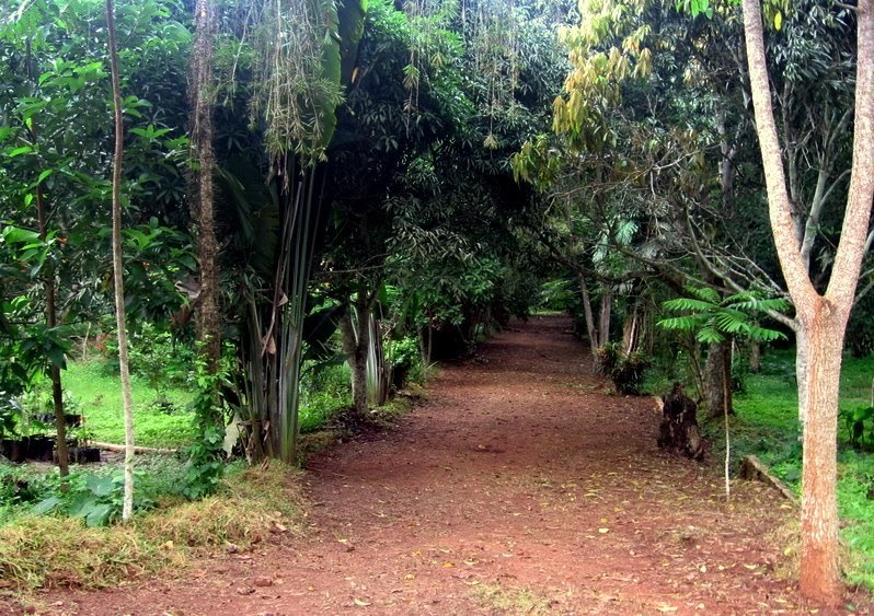 Centro Botânico do Kilombo